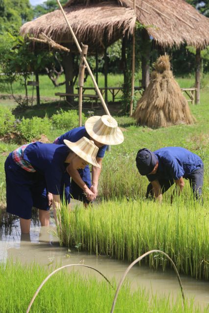 Chiang Mai: Thai Buffalo and Rice Planting Experience - Key highlights that make this farm day work