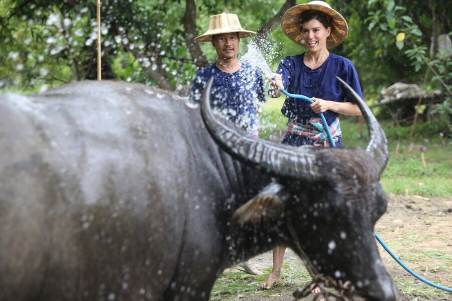 Chiang Mai: Thai Buffalo and Rice Planting Experience - Should you book this Chiang Mai buffalo and rice planting experience?