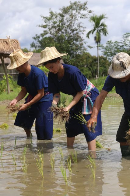 Chiang Mai: Thai Buffalo and Rice Planting Experience - The lunch that turns work into a reward