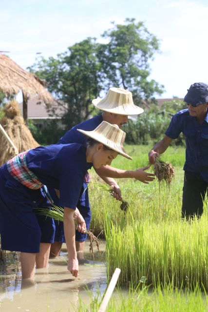 Chiang Mai: Thai Buffalo and Rice Planting Experience - Who should book this buffalo and rice experience?