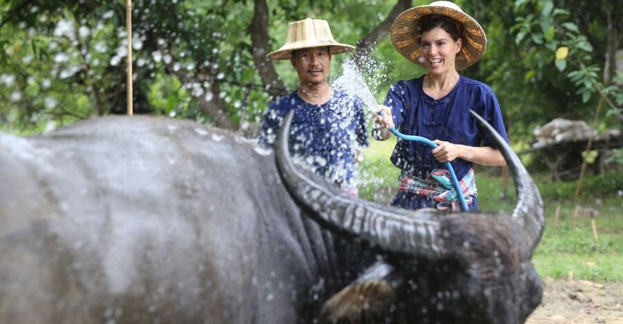 Chiang Mai: Thai Buffalo and Rice Planting Experience - Buffalo time: grass cutting, feeding, and animal care