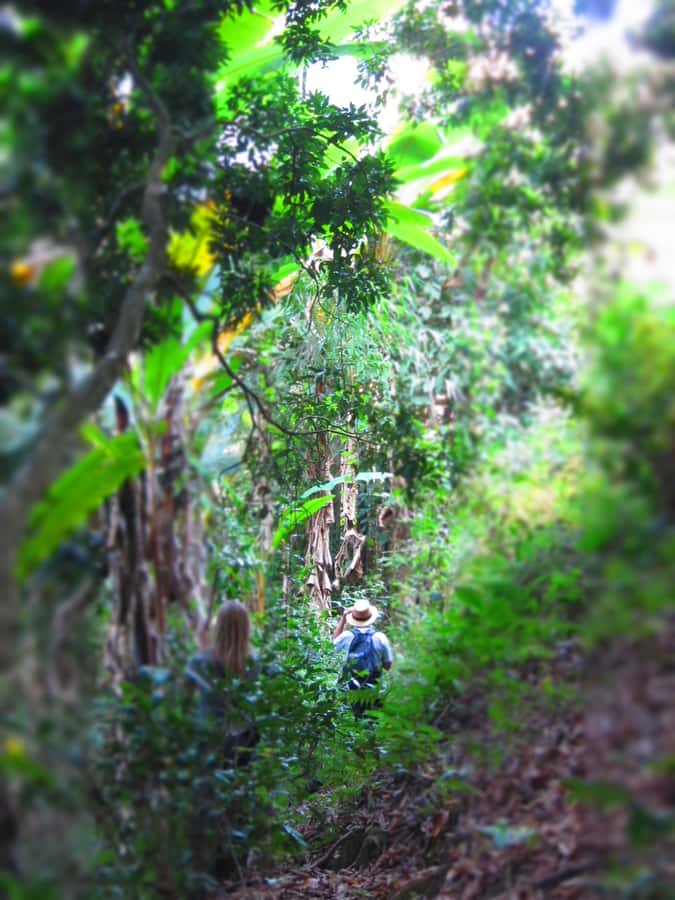 Chiang Mai: Tree House Stay & Jungle Zip-Lining - Should you book the tree house and jungle ziplining trip?