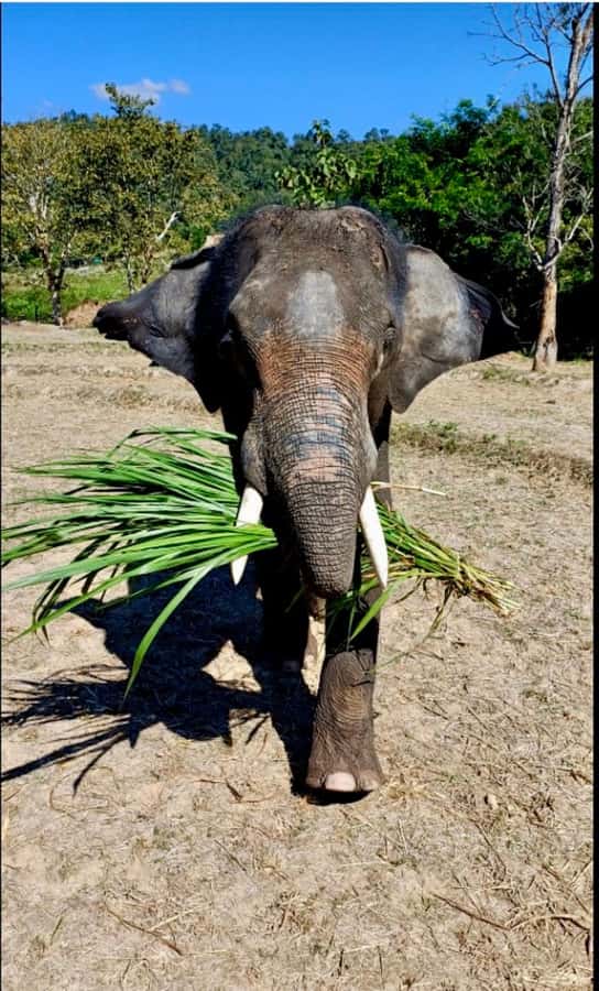 Chiang Mai: Two-day Temple of Elephants Sanctuary Tour - Key things I’d zoom in on