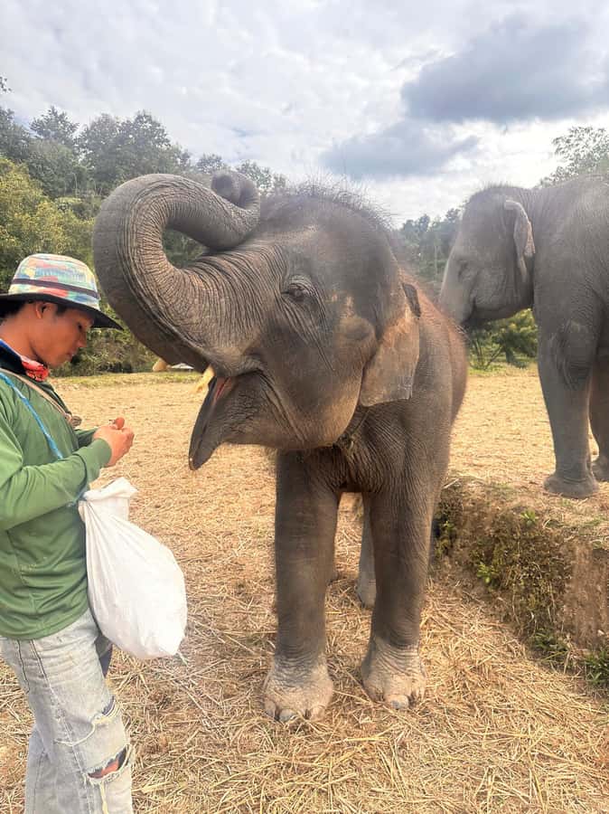 Chiang Mai: Two-day Temple of Elephants Sanctuary Tour - Elephant Camp Morning: Feeding a Small Family Group