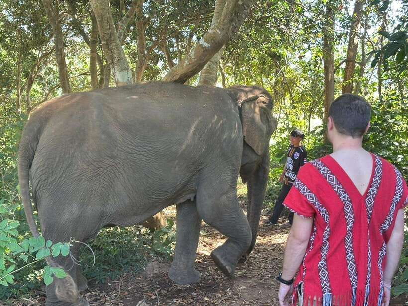 Chiang Mai Untouched Elephant: Nature Walk & Waterfall Trek - Price and Value for $51 in Chiang Mai