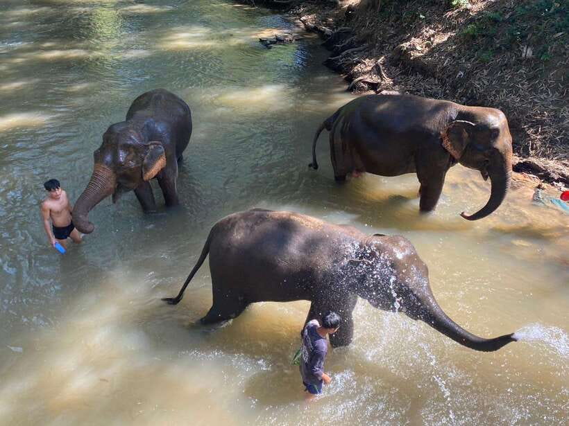 Chiang Mai Untouched Elephant: Nature Walk & Waterfall Trek - Meeting the Mahouts: A Village Welcome, Not a Visitor Script