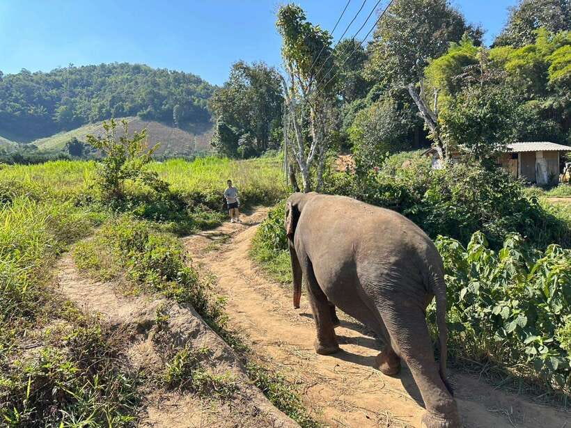 Chiang Mai Untouched Elephant: Nature Walk & Waterfall Trek - Mae Wang Waterfall: A 1-Hour Walk With Real Visitor Energy