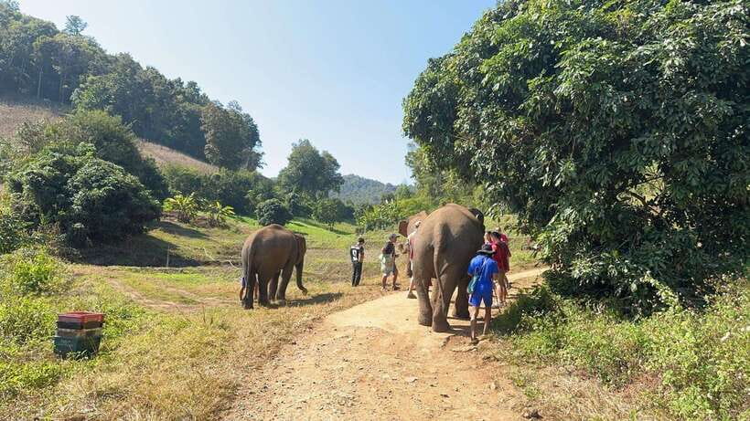 Chiang Mai Untouched Elephant: Nature Walk & Waterfall Trek - Who This Tour Fits Best (and Who Might Prefer Something Else)