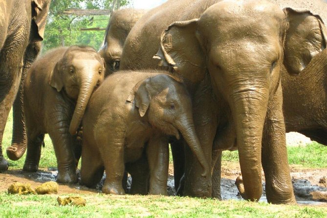 Chiang Mai Zipline White Water Rafting and Elephant Sanctuary - Booking Timing and Ticket Style: Why It Matters