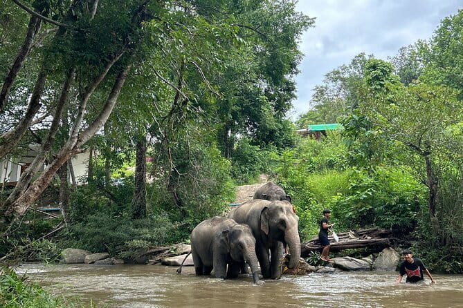 ChiangMai 1DayTour:Elephant Sanctuary,king&queen pagoda,waterfall - Ethical elephant sanctuary time, without riding or chains