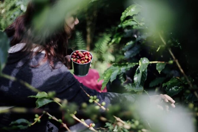 Chiangmai Coffee Farm Tour - Roast your own beans and brew them: where this tour becomes memorable