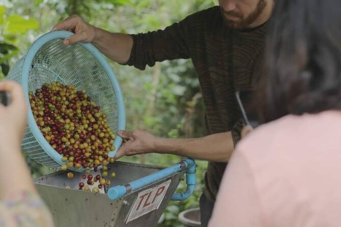 Chiangmai Coffee Farm Tour - Price and logistics: is $56.67 good value for what you get?