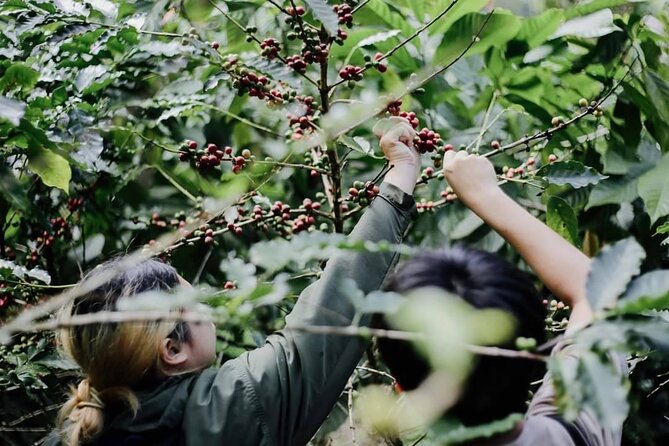 Chiangmai Coffee Farm Tour - Should you book this Chiang Mai coffee farm tour?