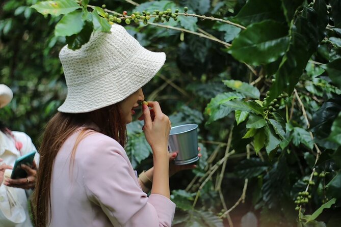 Chiangmai Coffee Farm Tour - Coffee flower tea, cherry picking, and what makes the farm feel real