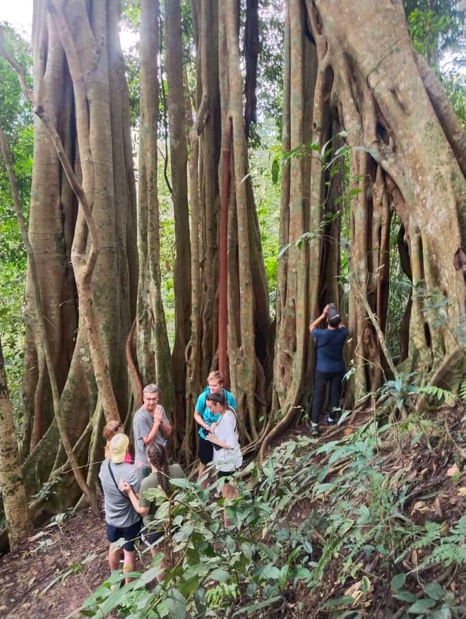 Chiangmai : Doi Pui Summit Hiking Experience - Descent, Campsite Parking Pickup, and How the Day Stays Organized