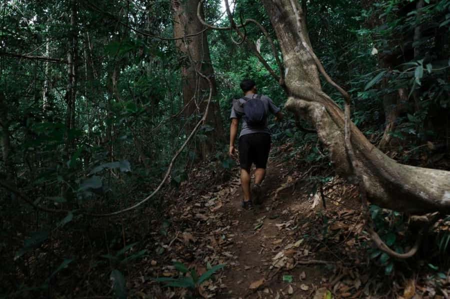 Chiangmai : Doi Pui Summit Hiking Experience - What to Pack for a Rainy, Buggy Forest Day