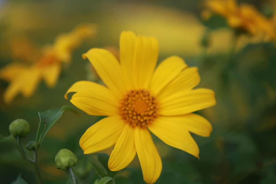 Chiangmai : Experience the magic of Mexican Sunflower field - Key things I’d circle before you book