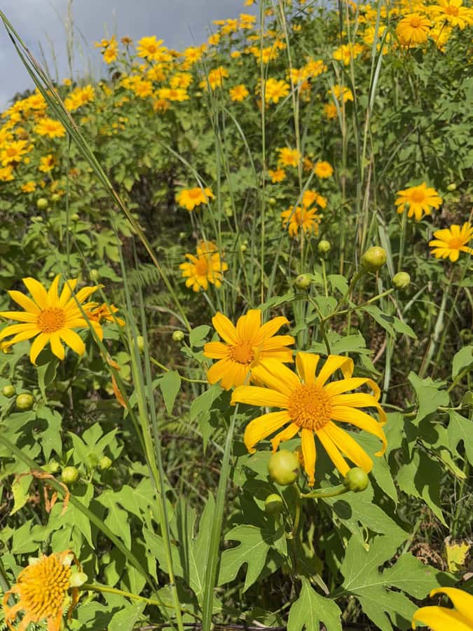 Chiangmai : Experience the magic of Mexican Sunflower field - Lunch around 12:30 PM: plan for meals since food is not included
