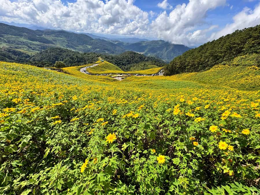 Chiangmai : Experience the magic of Mexican Sunflower field - The Mexican sunflower field at Doi Mae U Kor, and why timing is everything