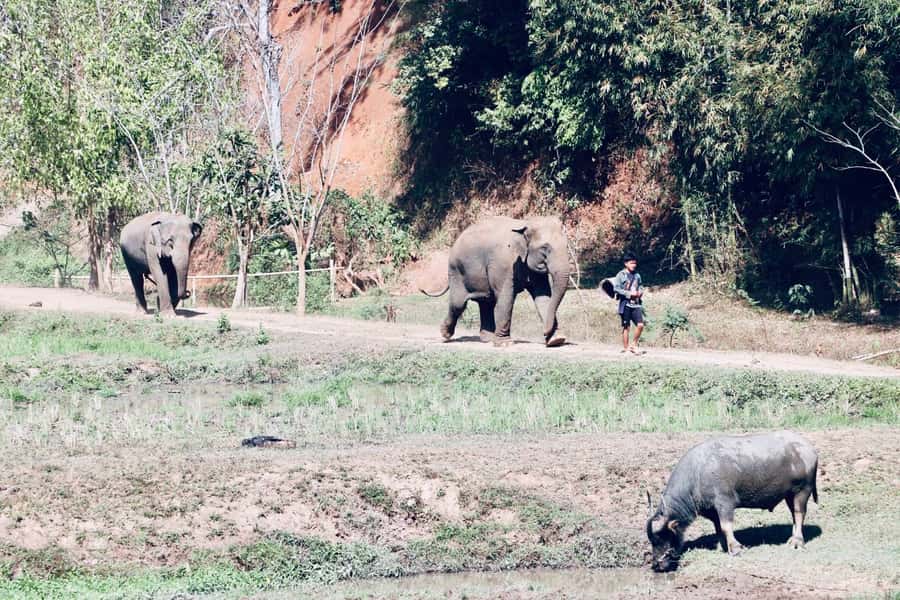 Chiangmai: Highlights Full-Day Tour with Private Driver - Key Points You’ll Care About