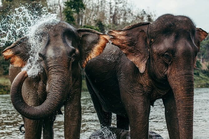 Day Tour Small Group Elephant Sanctuary and Fun Sticky Waterfall - Key highlights to know before you go