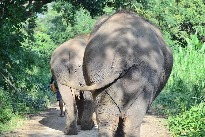 Day Tour Small Group Elephant Sanctuary and Fun Sticky Waterfall - Vegetarian (or vegan) lunch, and why it helps your energy