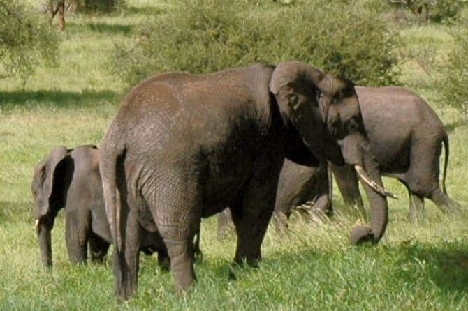 Day Tour Small Group Elephant Sanctuary and Fun Sticky Waterfall - Sticky Waterfall: the fun swim part, with the real physical bit