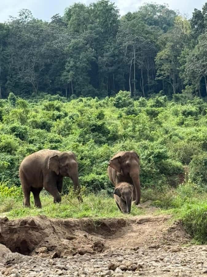Day trip to Temple of Elephants. With guide small groups - The mud bath and river ritual: why this part matters