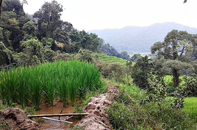 Doi Inthanon at afternoon and Hiking - Who this afternoon Doi Inthanon trip fits best