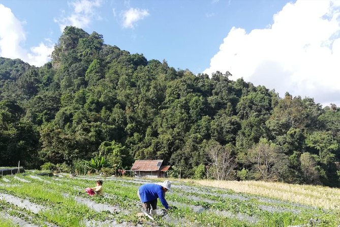 Doi Inthanon Day Trip:Twin Pagodas,Soft Hiking,Coffee Plantation - Stop 5: Hill Tribe Village Craft Market and Souvenir Time (About 40 Minutes)