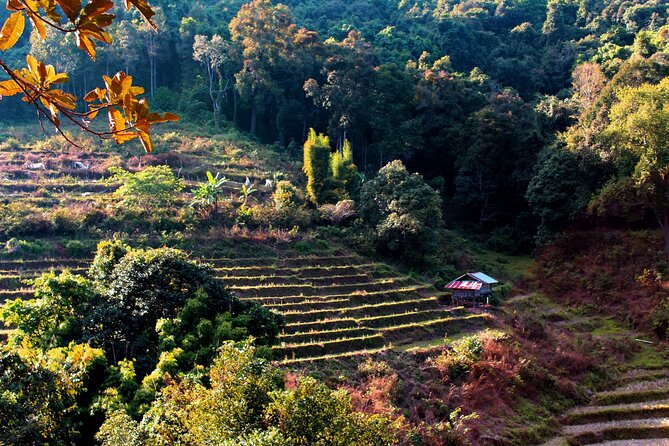 Doi Inthanon National Park, Waterfall & Royal Project Day Tour From Chiang Mai - Doi Inthanon National Park: Forest Air, Cooler Temps, and the Highest Point
