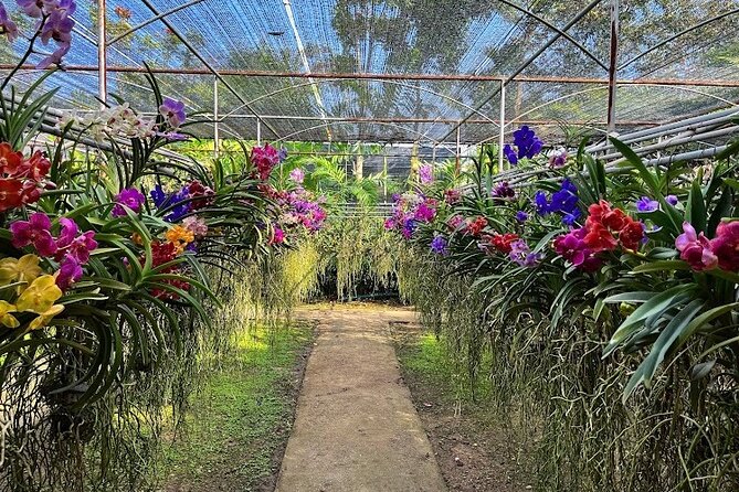 Doi Suthep Temple, Pha Lat Temple, Sticky Waterfall, Orchid farm - Should you book this Chiang Mai temples and waterfall day?