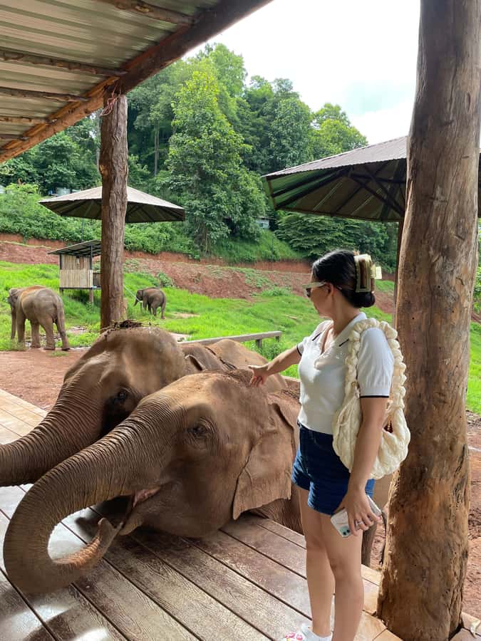 Elefin Farm & Cafe Half-day tour with Private Car - Private car logistics that make the day feel calmer