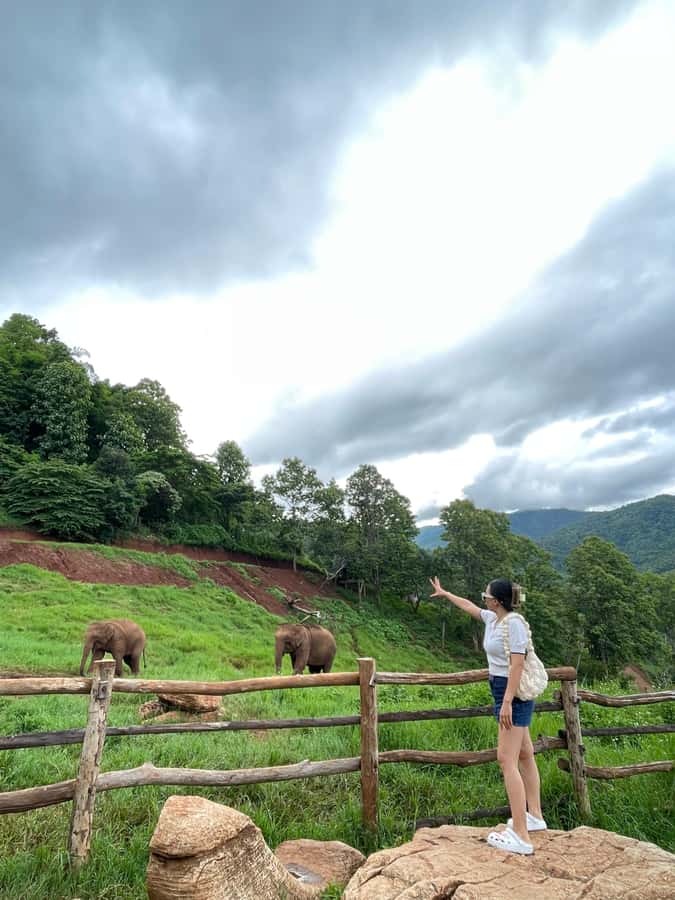 Elefin Farm & Cafe Half-day tour with Private Car - Wat Phrathat Doi Kham in one focused hour
