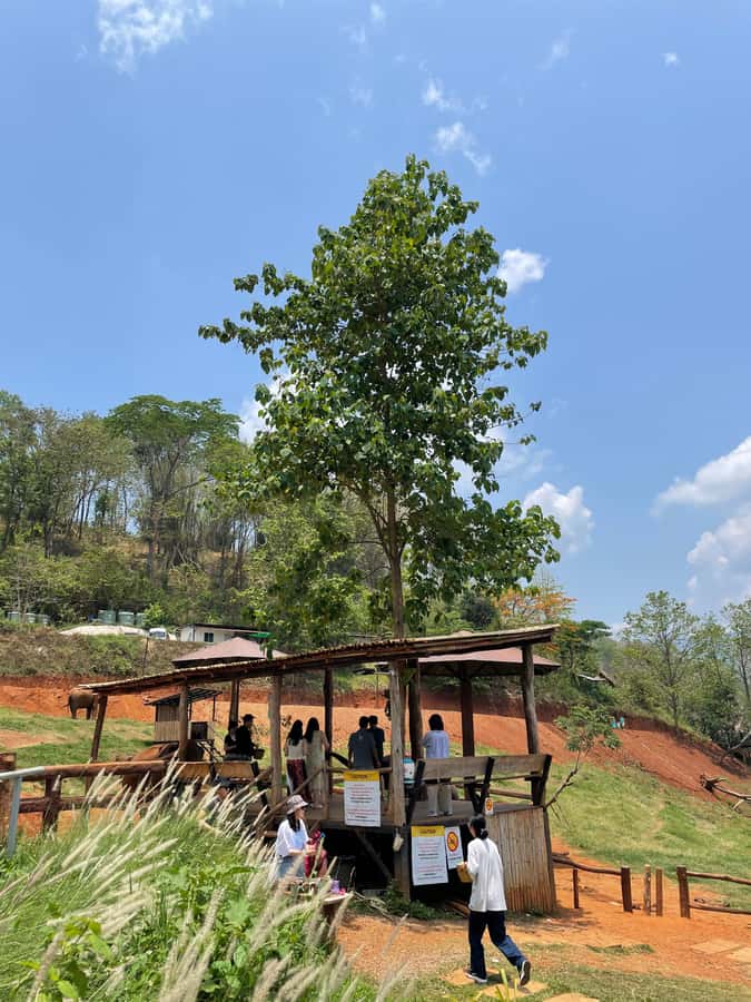 Elefin Farm & Cafe Half-day tour with Private Car - Who this private half-day tour fits best