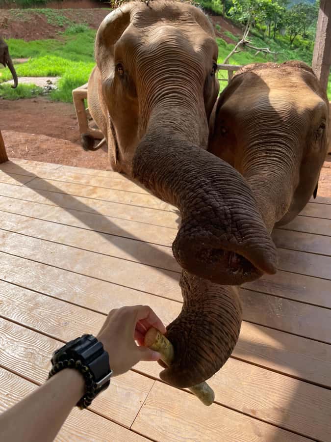 Elefin Farm & Cafe Half-day tour with Private Car - Elefin Farm & Cafe: your 2-hour window for gentle elephant time