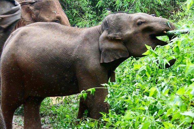 Elephant and Gibbon Encounters - 5days/4nights - Day 1: Pickup, Mountain Views, and Getting Started with Community