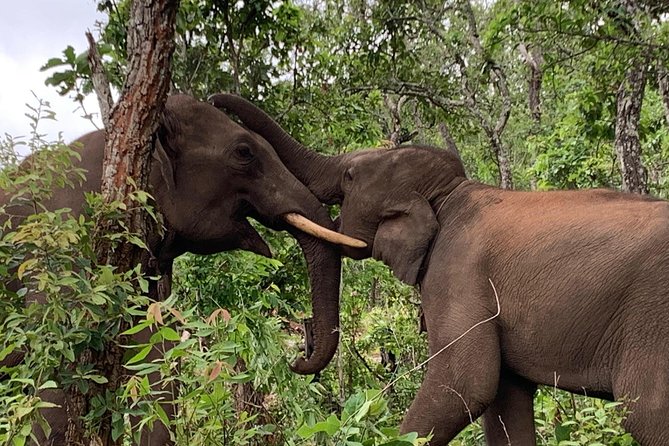 Elephant and Gibbon Encounters - 5days/4nights - Day 4: Gibbon Calls Outside Your Door, Cave Time, and Community Projects