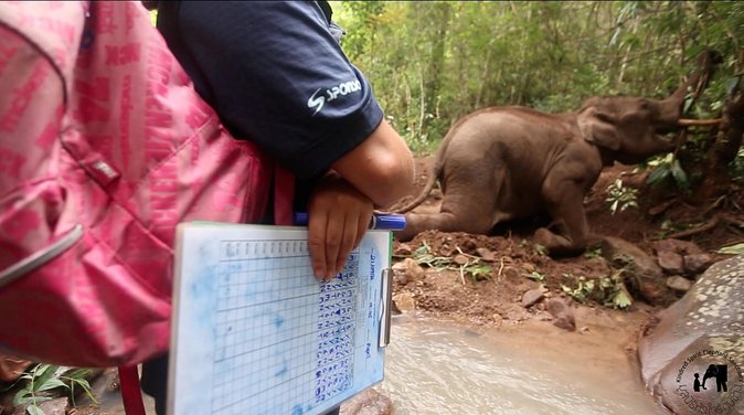 Elephant and Gibbon Encounters - 5days/4nights - Karen Village Life, Homestays, and the Dress Code That Matters