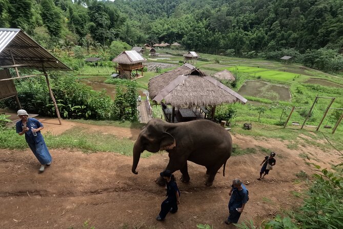 Elephant care program at CHIANGMAI ELEPHANT CARE - Why this elephant care program feels different