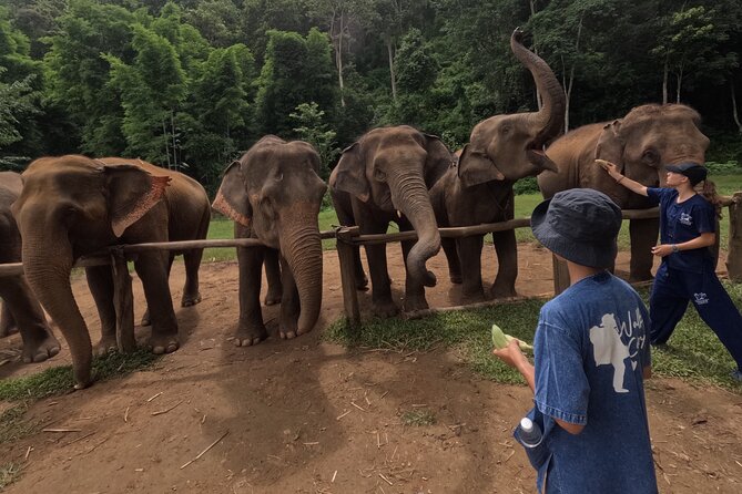Elephant care program at CHIANGMAI ELEPHANT CARE - Learning elephant behavior in a natural setting