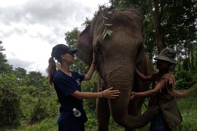 Elephant care program at CHIANGMAI ELEPHANT CARE - Walking and observing time (this is where comfort matters)