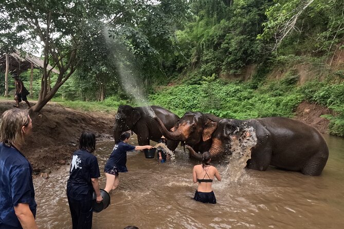 Elephant care program at CHIANGMAI ELEPHANT CARE - Bathing and water activity: bring swimwear, but stay flexible