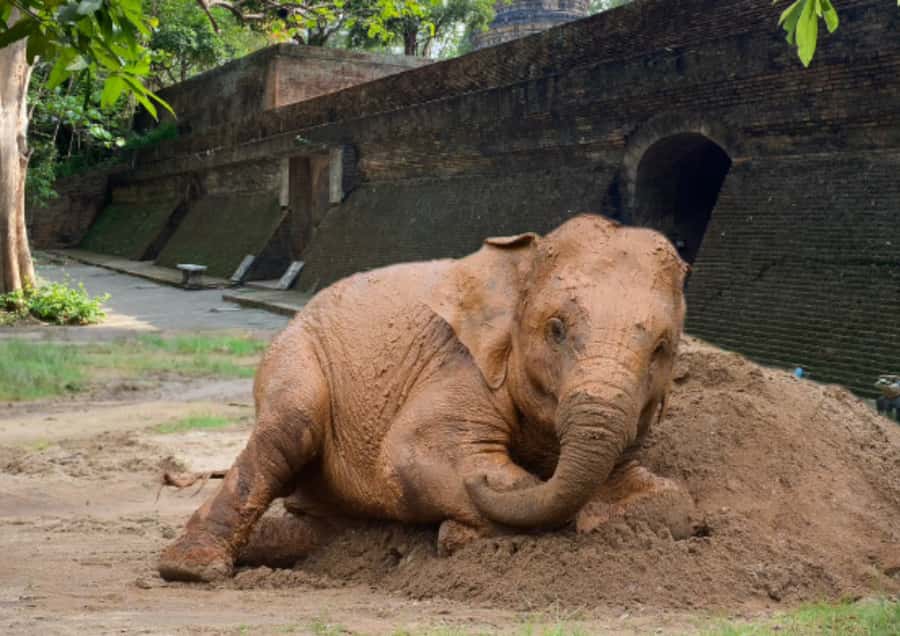 Elephant care with Wat Umong, Doi Suthep and Night City view - Key highlights worth planning for