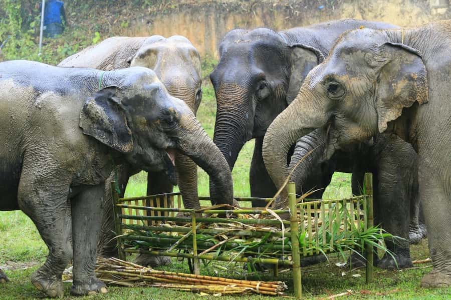 Elephant care with Wat Umong, Doi Suthep and Night City view - Who this tour fits, and who should rethink it