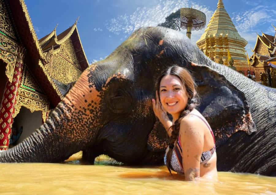 Elephant care with Wat Umong, Doi Suthep and Night City view - Feeding elephants, including a baby, and why flash rules exist