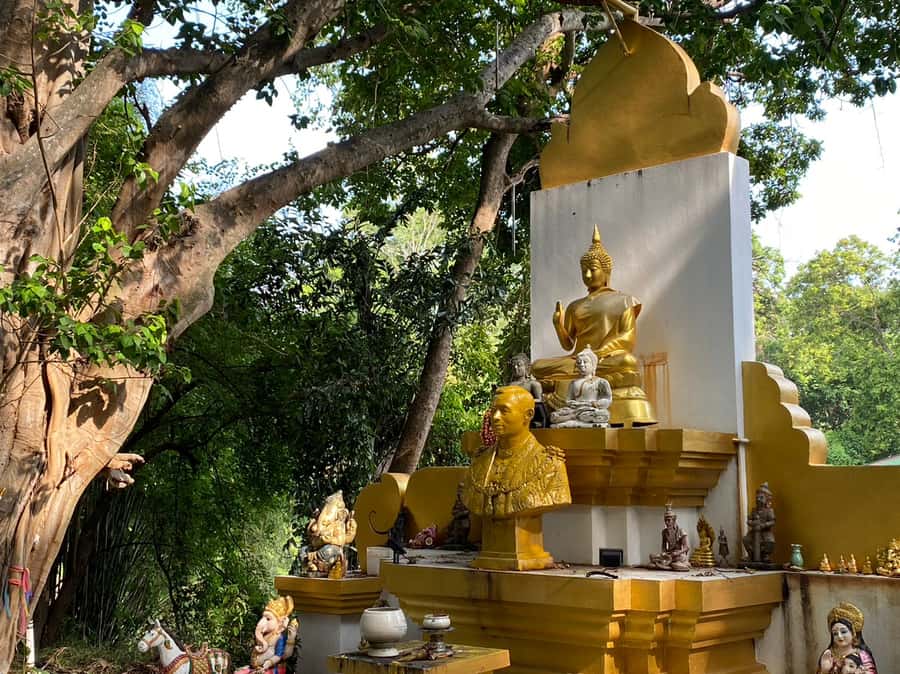 Elephant care with Wat Umong, Doi Suthep and Night City view - Price and value: what you get for $122 per person