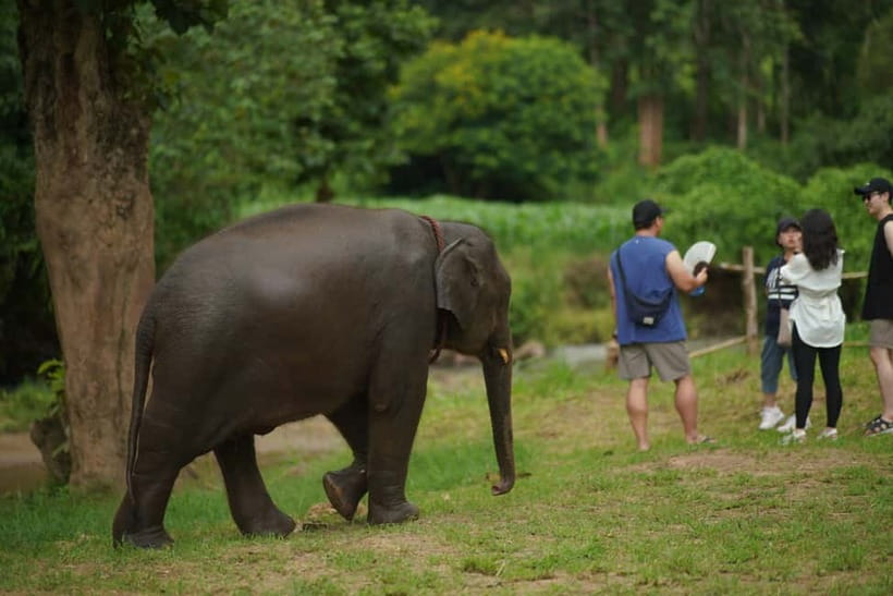 Elephant Habitat Park Feeding Entry & Rafting Van Transfer - Price and value: is $33 per person actually fair?