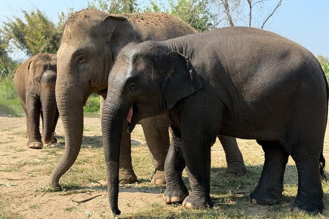 Elephant Sanctuary, Wat Ban Den & Sticky Waterfall - A day plan that mixes animals, art, and a real workout