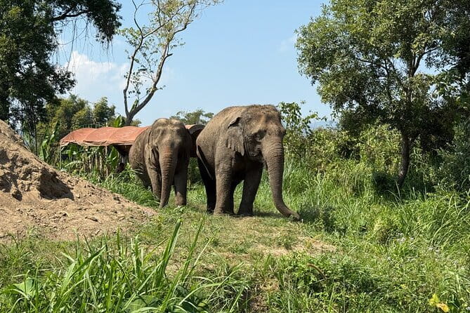 Elephant Sanctuary, Wat Ban Den & Sticky Waterfall - Wat Ban Den: blue rooftops, gold pagodas, and carved Lanna charm